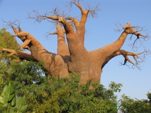 albero di baobab 
